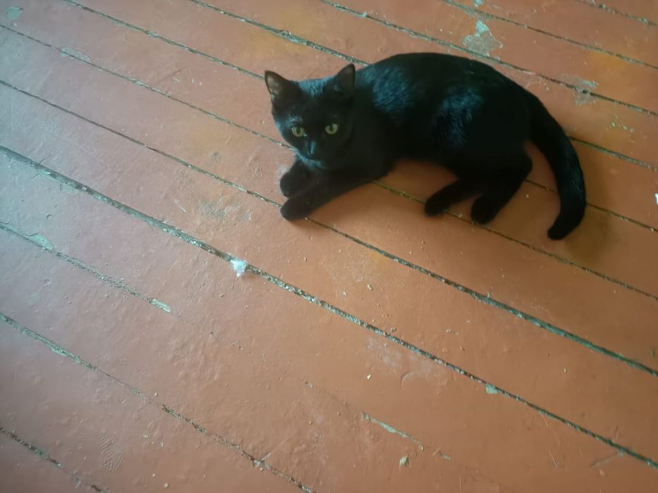 Бесплатно кошечка