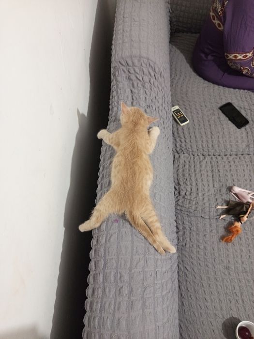 Продаю котят 2 с половиной месяца