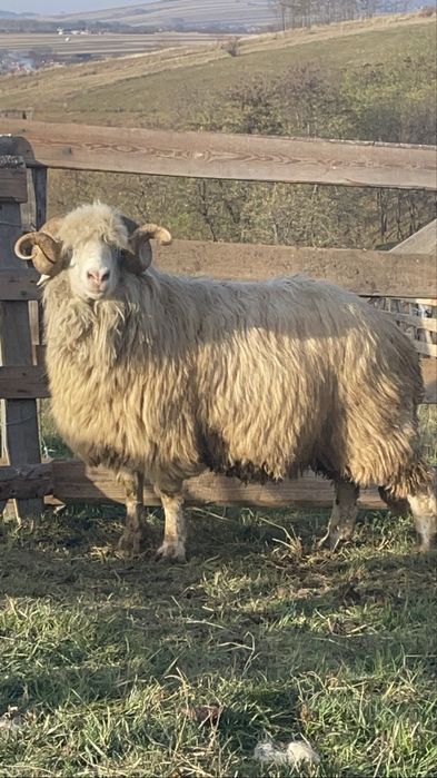 Disponibili doi berbeci Băli