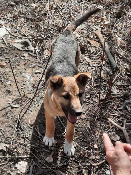 Отдаём в добрые руки