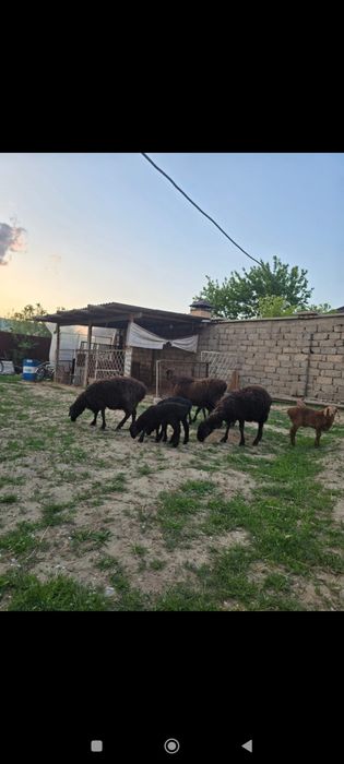 қозылы қой 128000