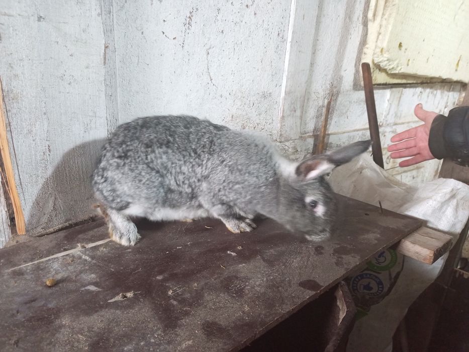 Продам  крольчих