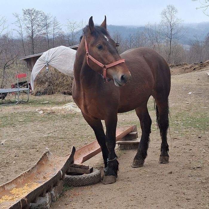 Vand noaten de 1 an si 11 luni