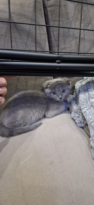 Скоттиш фолд и страйт котята
