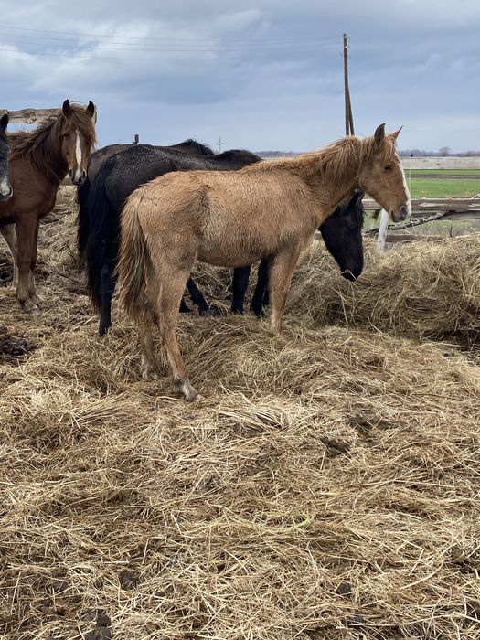 Продам крс или обмена на авто