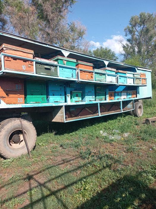 Павильон для пчёл (пчелопавильон)