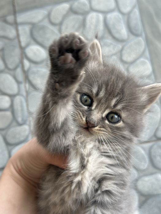 Отдам котят в добрые руки