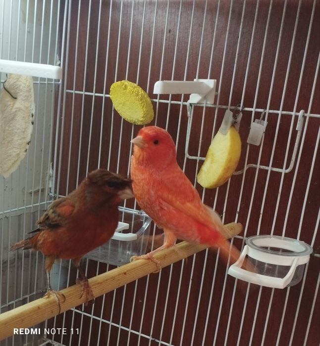 Канарейкала.  нарла сотилади. Тошкентда