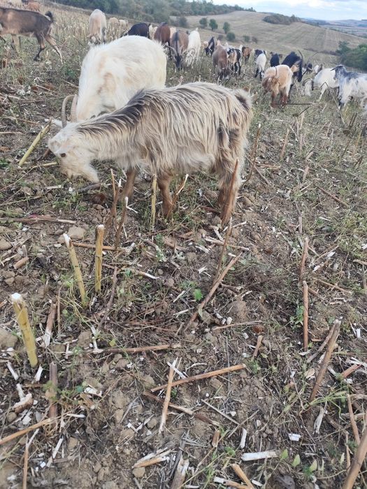Disponibili țapisori
