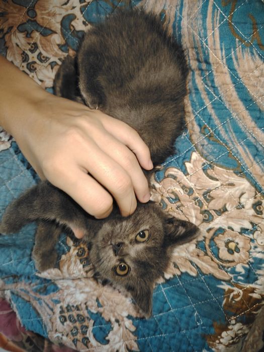 Британские котята