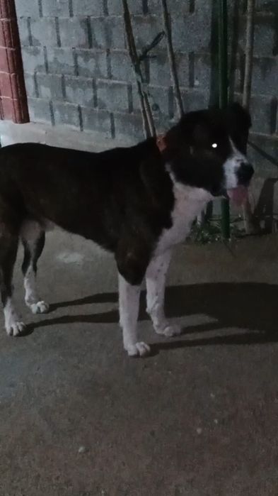 Еркек ит сатлады