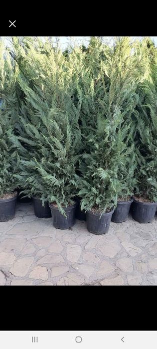 Plante la ghiveci
