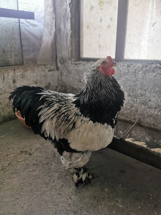 Vând Cocos brahma herminat