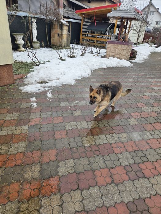 Donez caine lup femela