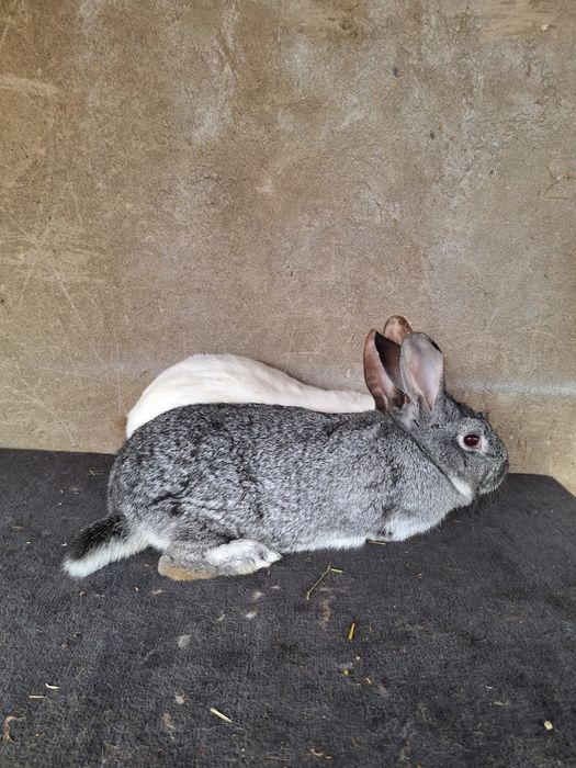 Пара взрослых кроликов