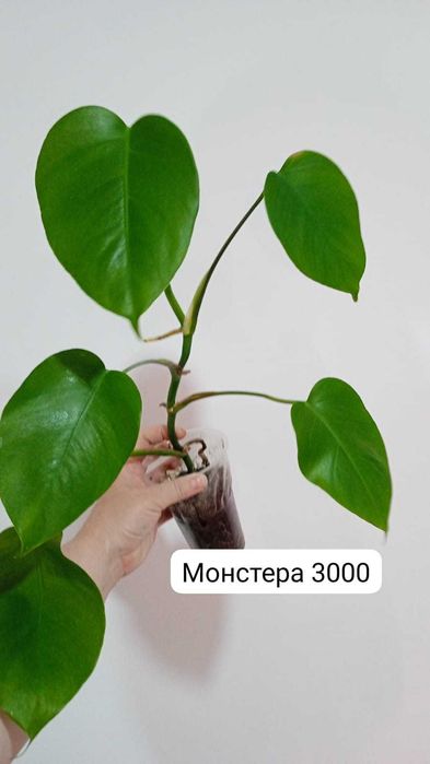 Монстера, эпипремнум