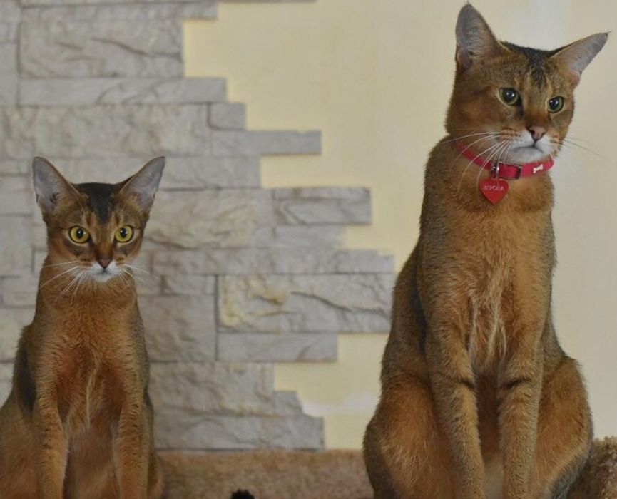 Резерв котят от элитных призводителей