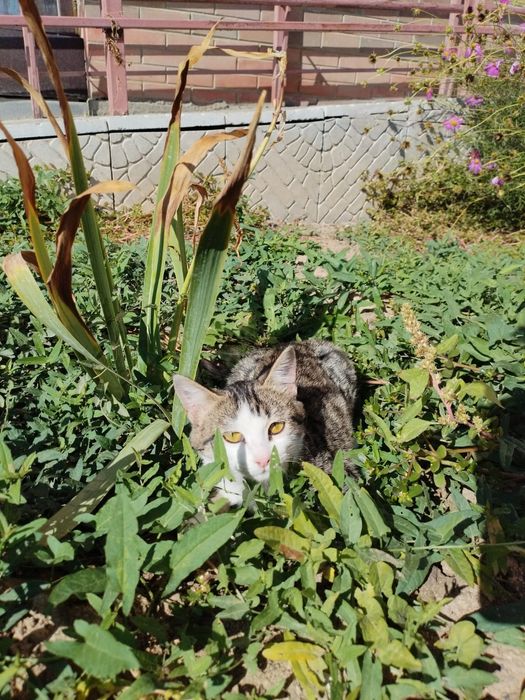 Котенок ласковая красивая