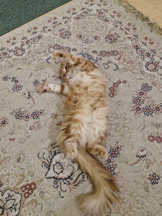 Ищем жениха на вязку Мейн Кун