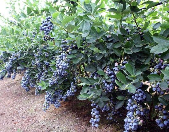 Голубика садовая