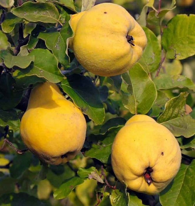 Pomi Fructiferi Stravechi Glia Stramoseasca (Gutui )