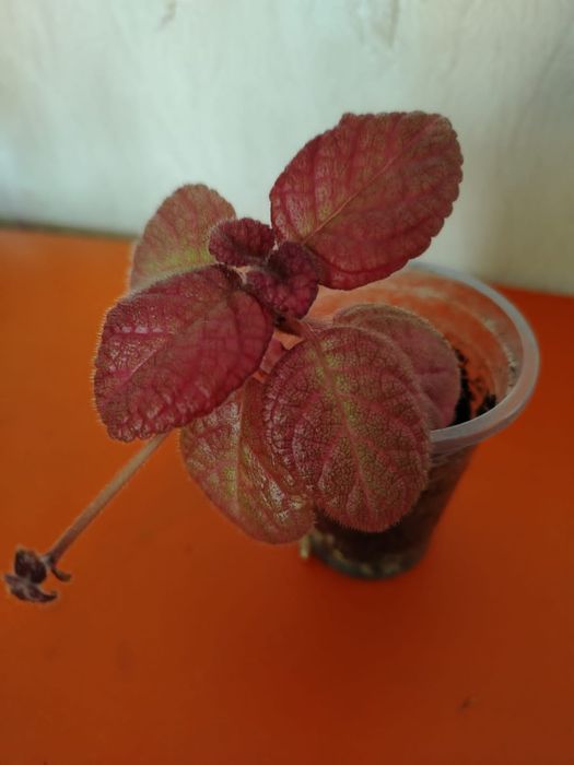 Продам комнатные цветы