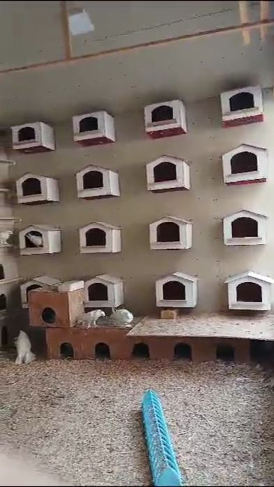 Kaptarlar va yapon tovuqlar uchun gnizdolarimiz bor