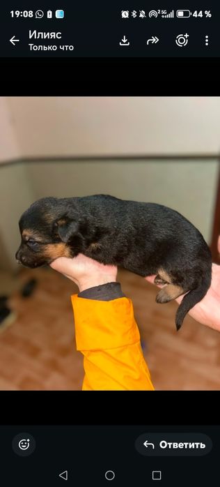 Немецкая овчарка