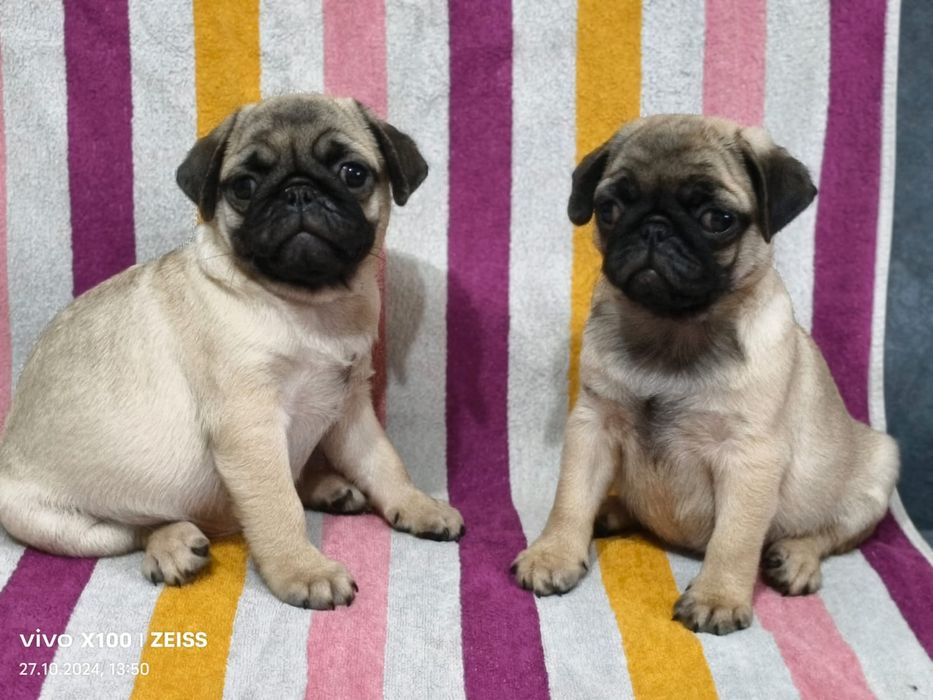 Очаровательные щенки Мопса.