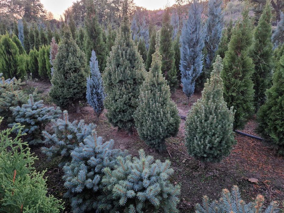 Tuia/  tuia smaragd/ buxus/ brad/ chamaecyparis