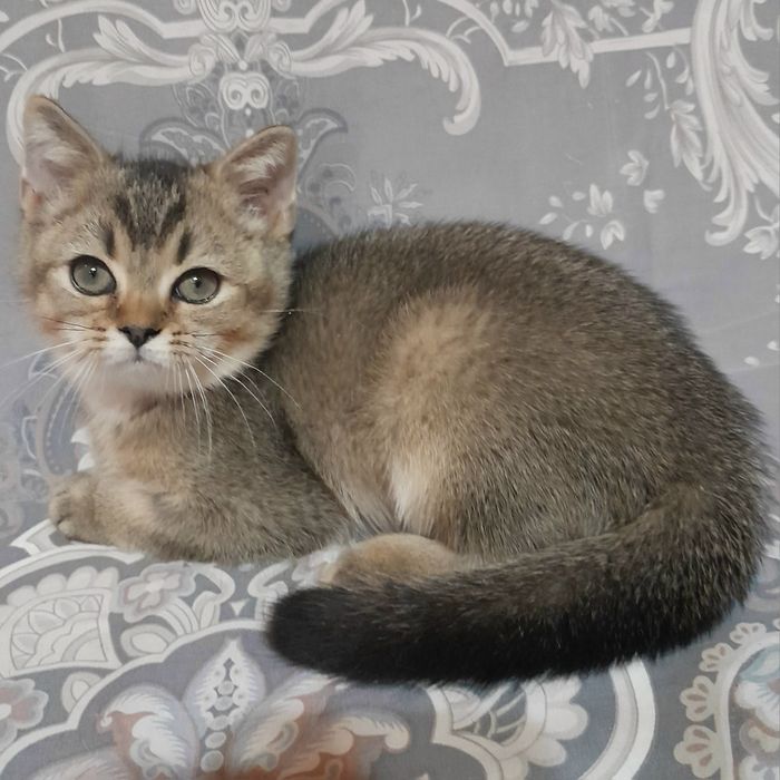 Продаётся 4-х месячный шикарный котёнок шиншилла..