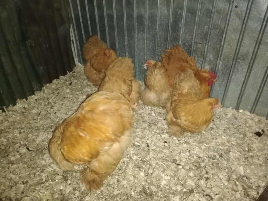 Cochinchina uriaș galben