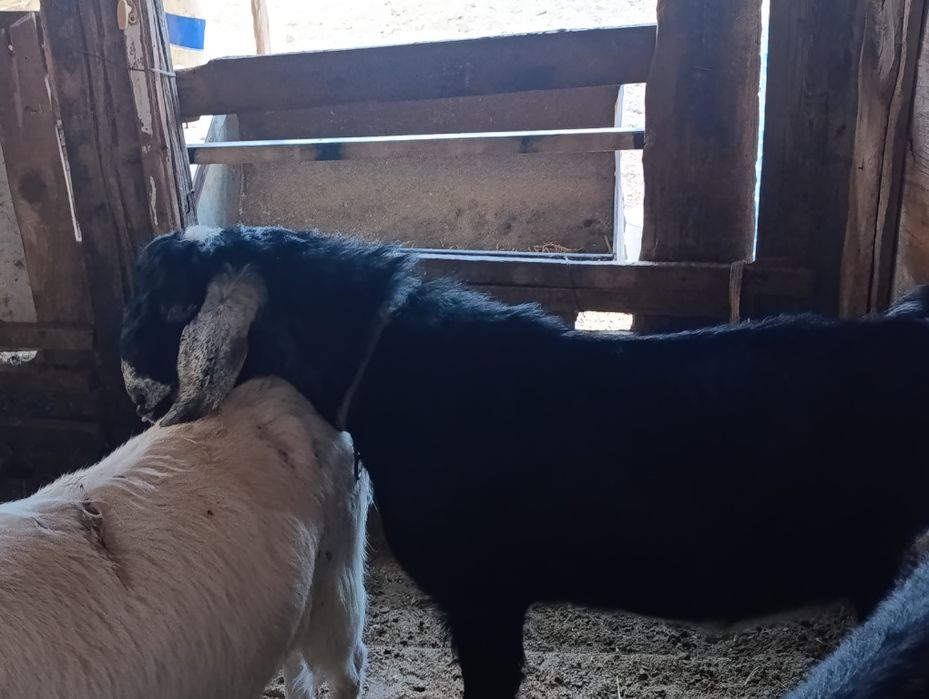 Англонубин тоза зотли така сотилади