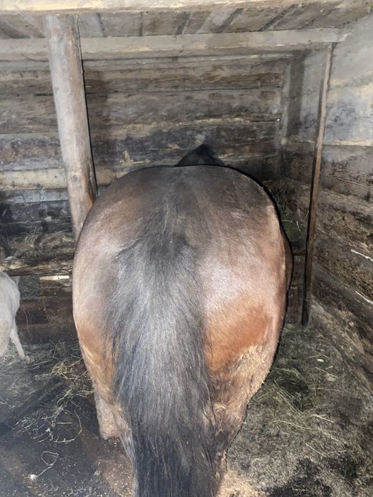 Vand iapa gestanta in 7 luni