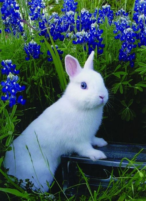 Iepurasi mici de companie