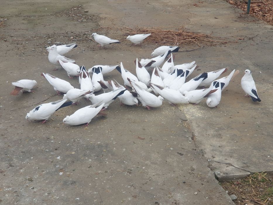 Голуби продаются, кабутарлар сотилади