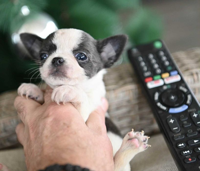 Женско мини чихуахуа бяло синьо