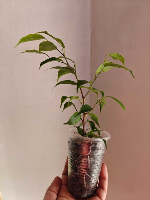 Фикус Бенддамина Анастасия