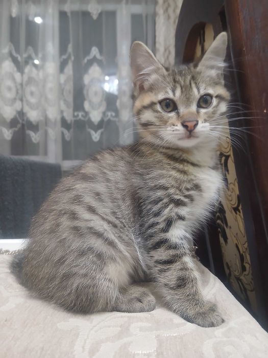 Кошечки ищут дом