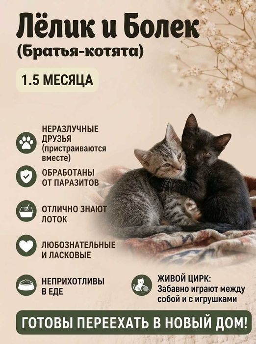 Котята бесплатно