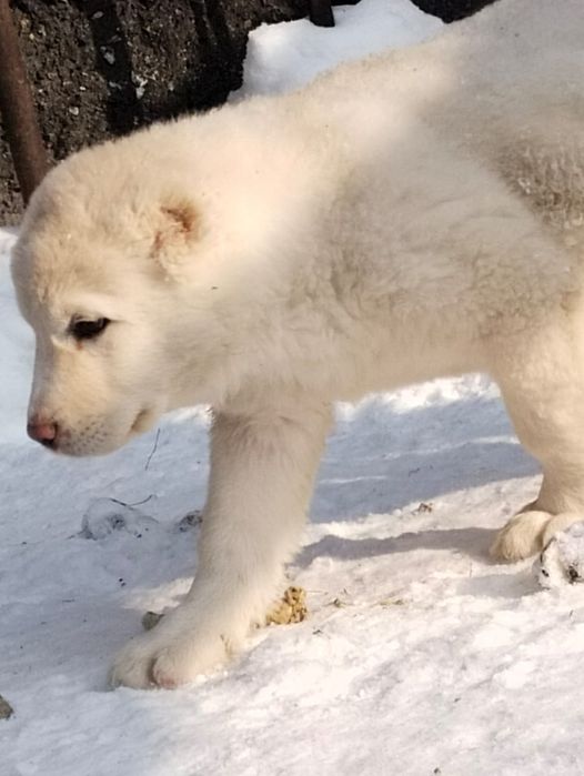 Щенки САО,Волкодав,Тобет белые девочки