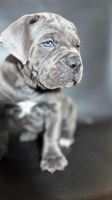 Щенки Кане корсо