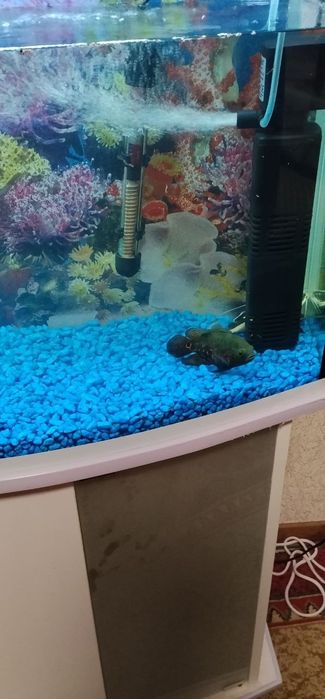 Аквариум баликлари б.н бервораман 100 литирли