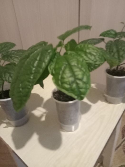 Продам комнатные растения