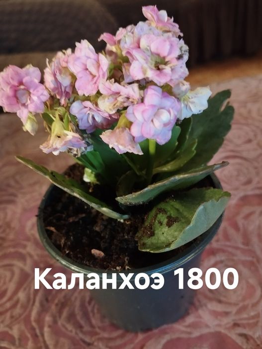 Продам комнатные растения