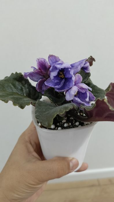 Фиалка безымяшка