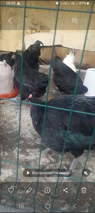Петухи молодые черные