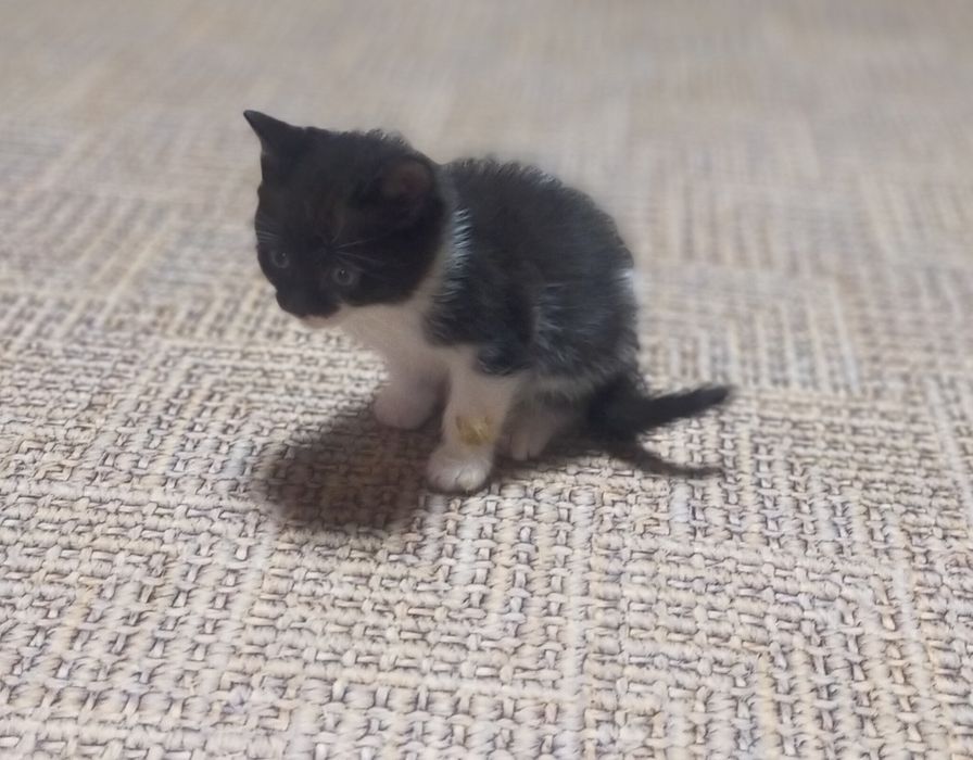 Отдам в добрые руки