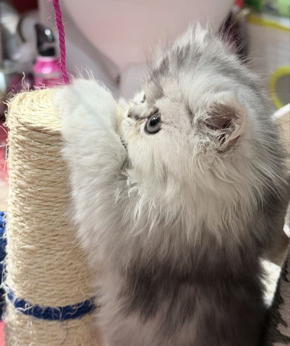 Британка! Шиншила серебро!