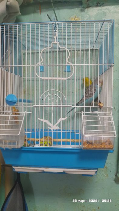 Попугаи волнистые